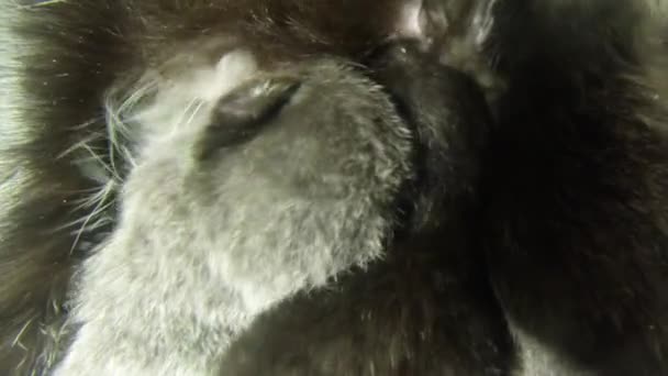 Kara kedi süt altı newborn yavru kedi yakın çekim çekim, annenin meme cats--dan süt içme küçük kedi yavrusu besleme — Stok video