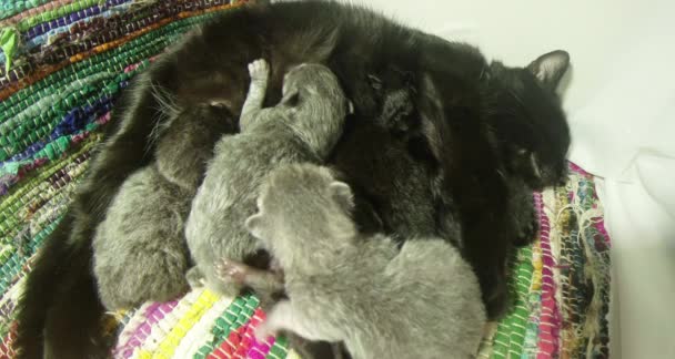 Black cat milk feeding six newborn kittens close-up shooting, little kittens drinking milk from the mother's nipples cats — Stock Video