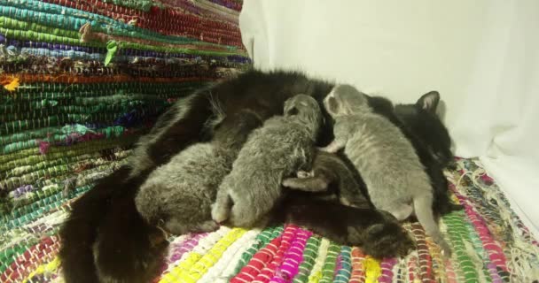 Kara kedi süt altı newborn yavru kedi yakın çekim çekim, annenin meme cats--dan süt içme küçük kedi yavrusu besleme — Stok video