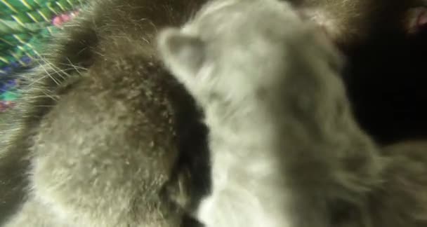 Kara kedi süt altı newborn yavru kedi yakın çekim çekim, annenin meme cats--dan süt içme küçük kedi yavrusu besleme — Stok video