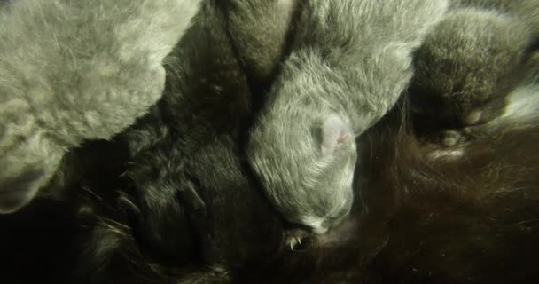 Kara kedi süt altı newborn yavru kedi yakın çekim çekim, annenin meme cats--dan süt içme küçük kedi yavrusu besleme — Stok video