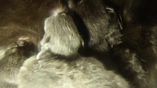 Zwarte kat melkuitreiking zes pasgeboren kittens close-up schieten, kleine katjes drinken van melk van de moeder tepels katten — Stockvideo