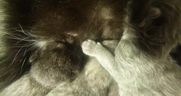 Svart katt mjölk utfodring sex nyfödda kattungar närbild skytte, små kattungar dricka mjölk från mammans bröstvårtor katter — Stockvideo