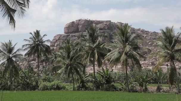 Τομέα του ρυζιού στην hampi, karnataka, Ινδία — Αρχείο Βίντεο