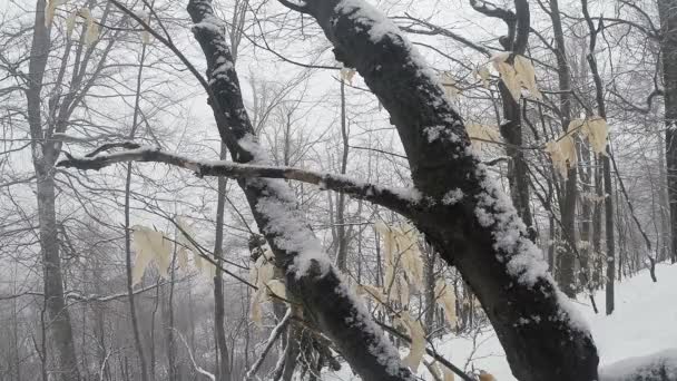 Forêts de montagne et cascades dans la neige — Video