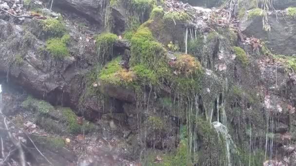 Bergwälder und Wasserfälle im Schnee — Stockvideo