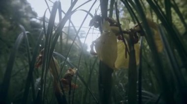 marsh, çiy damlaları ve sarı Iris yoğun çalılık sabah