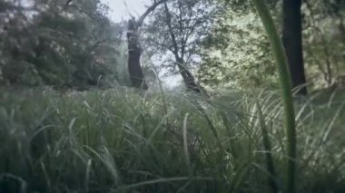ilk kişi - birisi uzun otların, bataklık ve güneş ile taşır