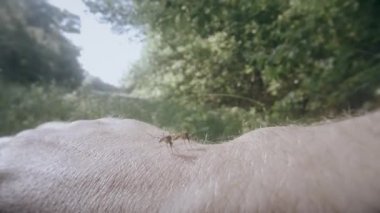 En yakın yukarıya, bataklık çalılık yandan iki bataklık sivrisinek
