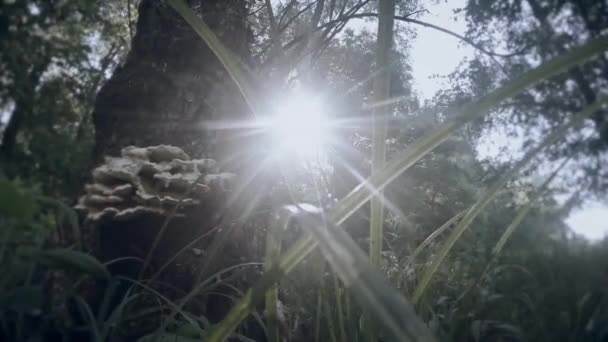 Sol a través de la hierba verde y el árbol en el que crecen los hongos — Vídeo de stock