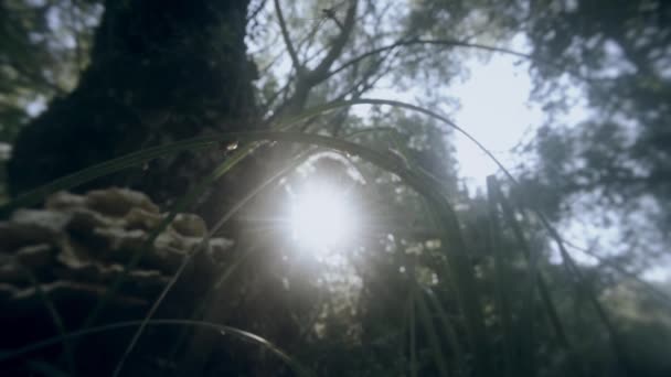 Sun shines through the tall green grass with dew, hovering mosquitoes — Stock Video