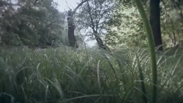 Première personne - quelqu'un se déplace à travers l'herbe haute, marais et soleil — Video