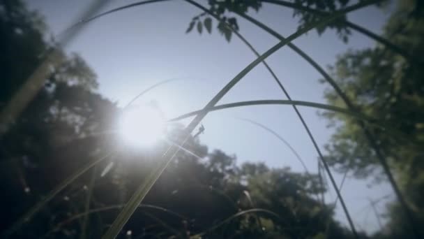 Солнце светит сквозь высокую зеленую траву с росой и комаром на травинке — стоковое видео