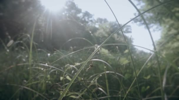 O mosquito senta-se em uma lâmina de grama no sol verde do pântano da moita — Vídeo de Stock