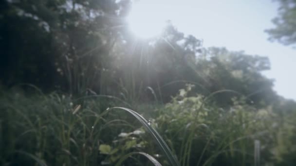 Sol sobre o pântano, grama alta e árvores, orvalho e mosquitos — Vídeo de Stock