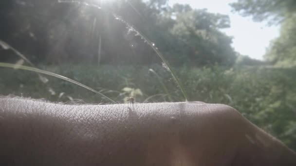 Moustique rampant pour mordre la main, au milieu du fourré marécageux — Video