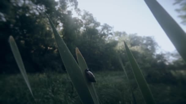 Caracol de pântano em pântano de cattail na floresta Manhã — Vídeo de Stock