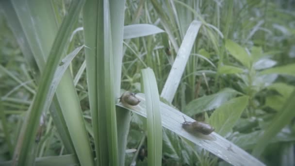 Болотная улитка ползает по зеленой траве на мятной леденце — стоковое видео