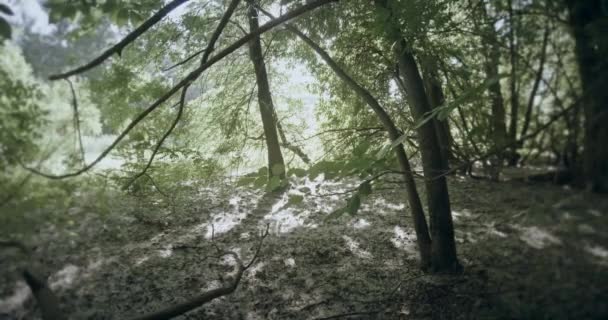 Fuzz cobre a borda das florestas do pântano — Vídeo de Stock