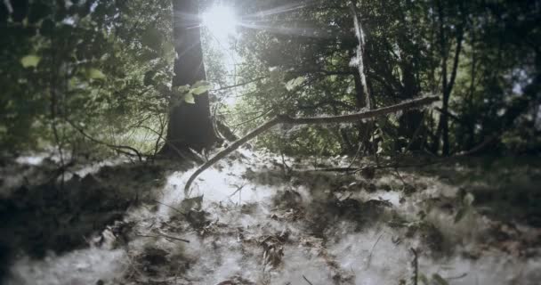 Fuzz covers the edge of swamp forests — Stock Video