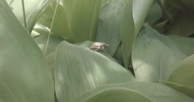 Chafer sürüngenler uçmak için bir girişim kalın yeşil çimenlerin üzerinde kapat