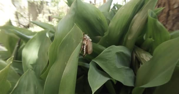 Chafer kruipt op de dikke groen gras in een poging om te vliegen close-up — Stockvideo