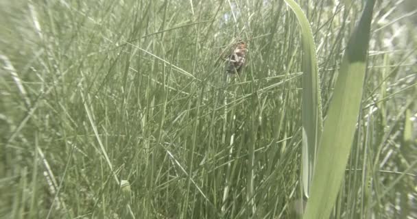 Chafer sürüngenler uçmak için bir girişim kalın yeşil çimenlerin üzerinde kapat — Stok video