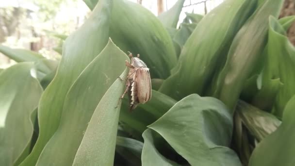 Chafer kruipt op de dikke groen gras in een poging om te vliegen close-up — Stockvideo