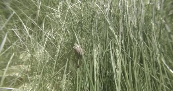 Slitskydd kryper i tjock grön gräset i ett försök att flyga på nära håll — Stockvideo