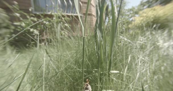 Käfer kriecht auf dem dicken grünen Gras bei dem Versuch, aus nächster Nähe zu fliegen — Stockvideo