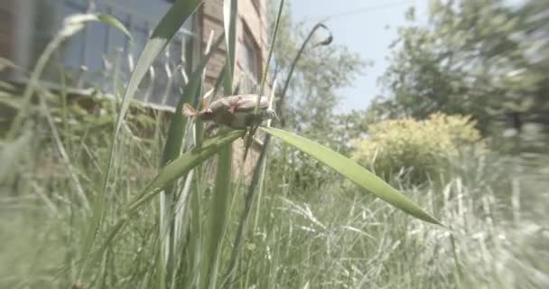 Käfer kriecht auf dem dicken grünen Gras bei dem Versuch, aus nächster Nähe zu fliegen — Stockvideo