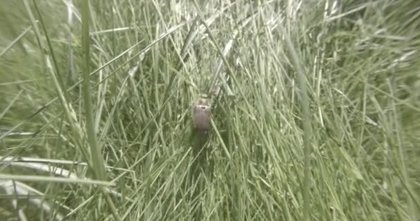 Chafer sürüngenler uçmak için bir girişim kalın yeşil çimenlerin üzerinde kapat — Stok video