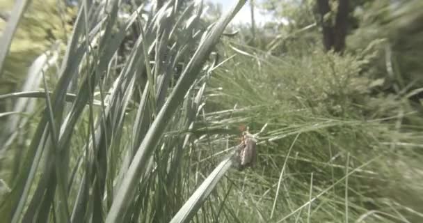 Käfer kriecht auf dem dicken grünen Gras bei dem Versuch, aus nächster Nähe zu fliegen — Stockvideo