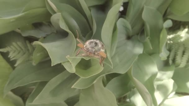 Chafer kruipt op de dikke groen gras in een poging om te vliegen close-up — Stockvideo