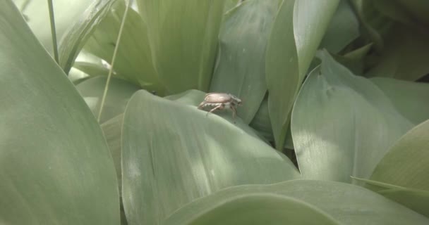 Roce se arrastra sobre la hierba verde gruesa en un intento de volar de cerca — Vídeos de Stock