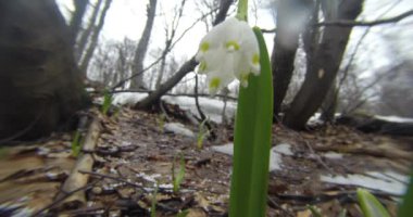 kardelen yakın çekim kar altında kış bahar ormandaki düşüyor