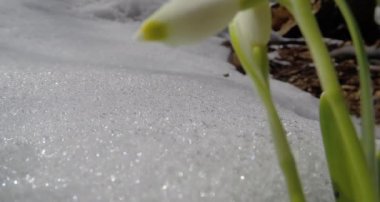 kardelen kış bahar ormandaki ağaçlar yakın çekim altında kardan büyüyen