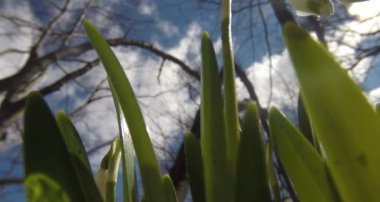 Güneş ve mavi gökyüzü kardelen ile ilkbaharda görülen orman görünümü aşağıdan yukarıya yakın çekim