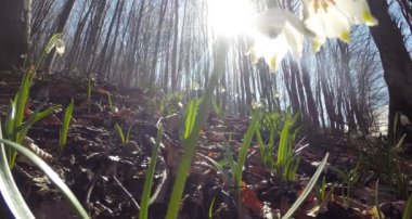 Güneş ve mavi gökyüzü kardelen bahar orman yoluyla gördün mü