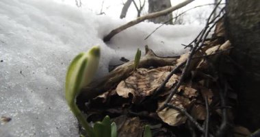 kardelen kış bahar ormandaki ağaçlar yakın çekim altında kardan büyüyen