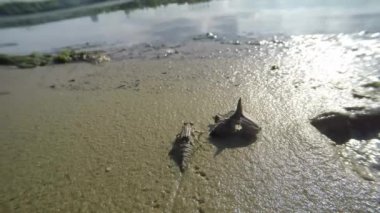 yusufçuk larvaları çekim gölet makro yakın çekim ve kıyı kum üzerinde sürünerek yetiştirilen