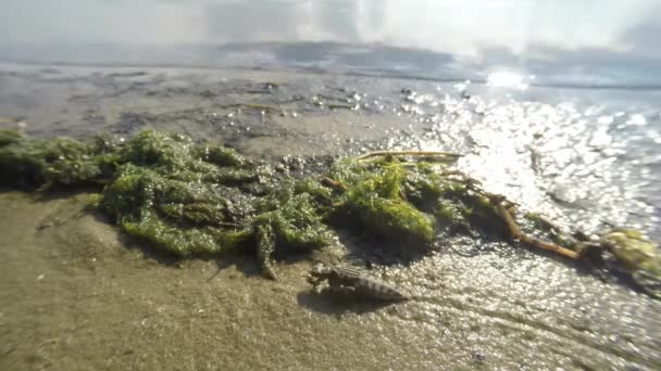 Larvas de libélulas crescidas rastejando na areia ao longo da costa do lago macro close-up tiroteio — Vídeo de Stock