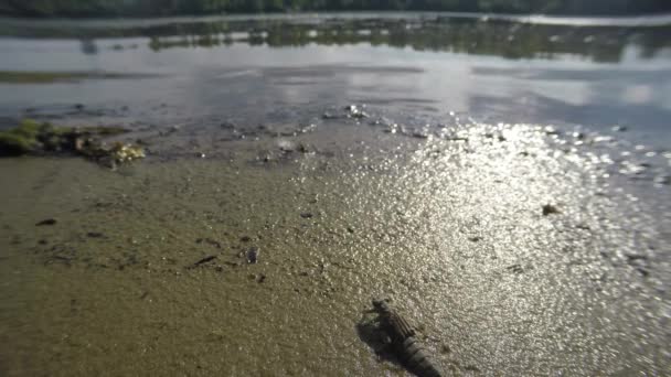 Larvas de libélula crecidas arrastrándose sobre la arena a lo largo de la orilla del estanque macro tiro de cerca — Vídeos de Stock