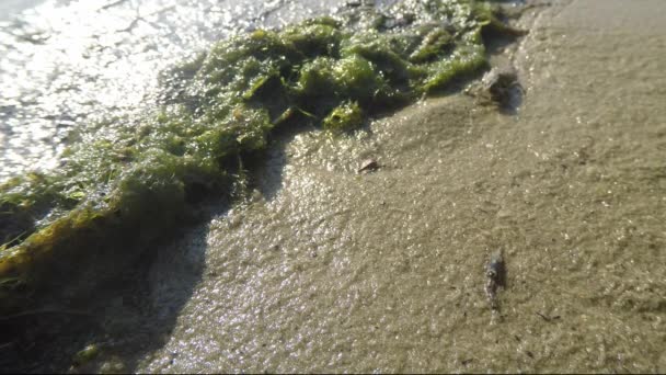 トンボの幼虫、池はクローズ アップ マクロ撮影の海岸沿いの砂の上でクロールを栽培 — ストック動画