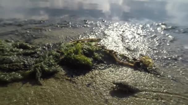 Ausgewachsene Libellenlarven, die auf dem Sand am Ufer des Teiches kriechen Makro-Nahaufnahme schießen — Stockvideo