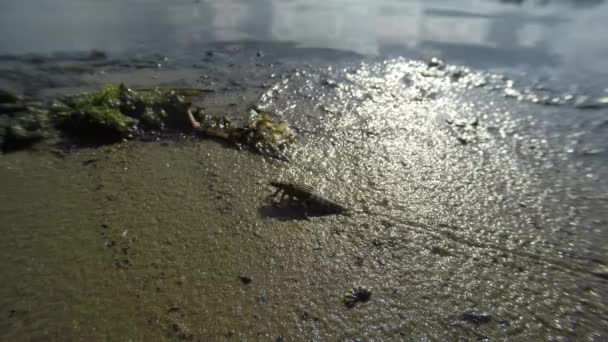 Larvas de libélula crecidas arrastrándose sobre la arena a lo largo de la orilla del estanque macro tiro de cerca — Vídeos de Stock