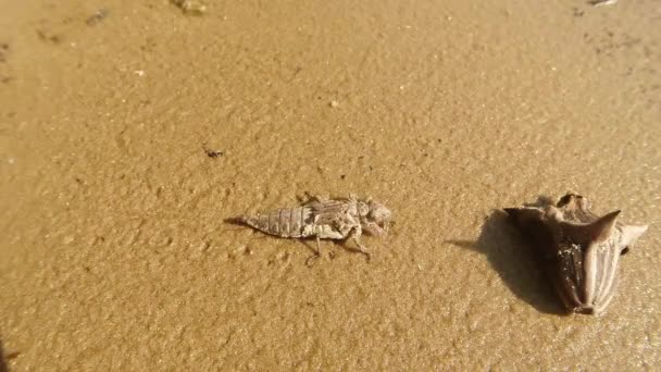 Larves de libellules adultes rampant sur le sable le long de la rive de l'étang macro gros plan tir — Video