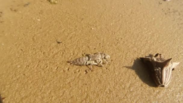 Yusufçuk larvaları çekim gölet makro yakın çekim ve kıyı kum üzerinde sürünerek yetiştirilen — Stok video