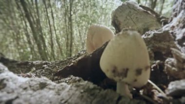 close up  mushrooms grow on tree trunks bunches in summer and winter