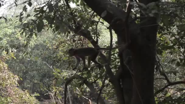 Indianen aap op de grond — Stockvideo